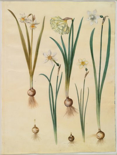 Narcissus ×medioluteus (zweiblütige Narzisse); Narcissus pseudonarcissus; Narcissus (Narzisse); Narcissus poeticus (Dichternarzisse); Narcissus ×tenuior von Hans Simon Holtzbecker