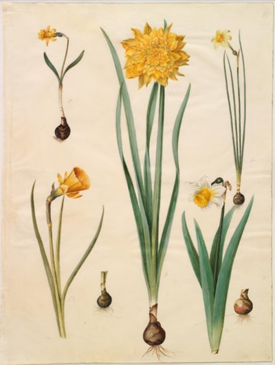 Narcissus pseudonarcissus minor; Narcissus pseudonarcissus (Osterglocke); Narcissus ×tenuior; Narcissus bulbocodium (Reifrock-Narzisse); Narcissus pseudonarcissus bicolor (zweifarbige Osterglocke) von Hans Simon Holtzbecker