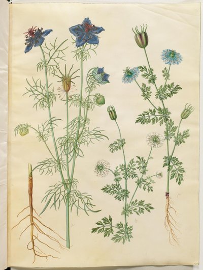Spanische Jungfer; Schwarzkümmel von Hans Simon Holtzbecker