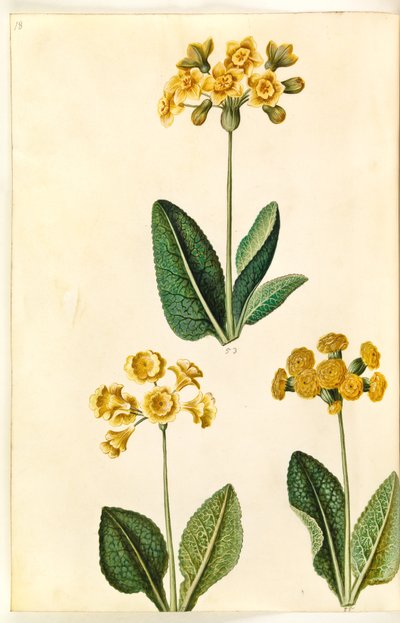 Primel ×polyantha (?); Schlüsselblume (?) von Hans Simon Holtzbecker