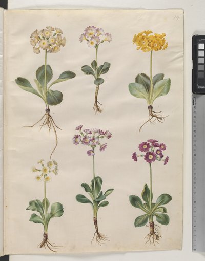 Primula ×pubescens Wulfen (Garten-Aurikel) von Hans Simon Holtzbecker