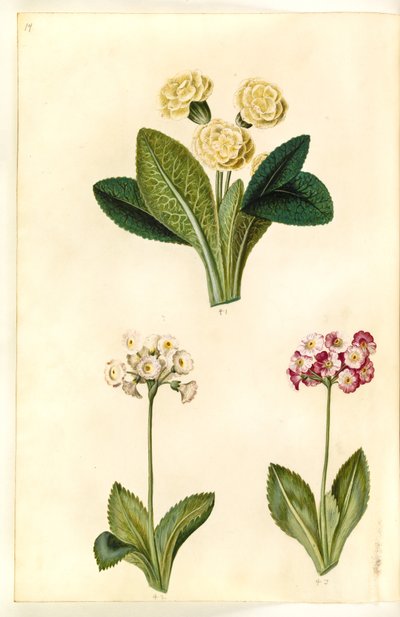 Primula vulgaris (Großblütige Schlüsselblume); Primula ×pubescens (Garten-Aurikel) von Hans Simon Holtzbecker
