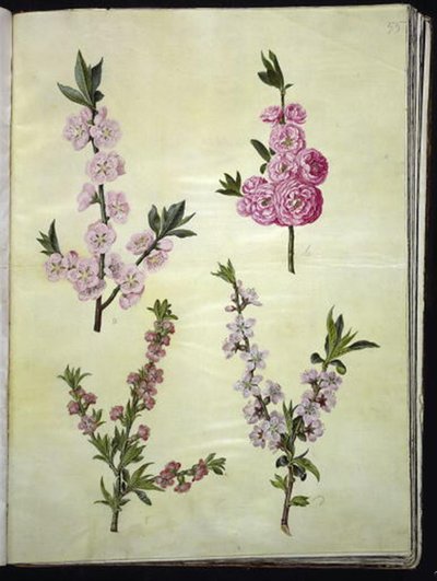 Mandel; Pfirsich von Hans Simon Holtzbecker