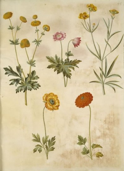 Ranunculus acris (Scharfer Hahnenfuß); Anemone nemorosa (Buschwindröschen); Ranunculus illyricus (Illyrischer Hahnenfuß); Ranunculus asiaticus (Asiatischer Hahnenfuß) von Hans Simon Holtzbecker