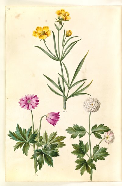 Ranunculus illyricus (Steppen-Hahnenfuß); Anemone nemorosa (Buschwindröschen) von Hans Simon Holtzbecker