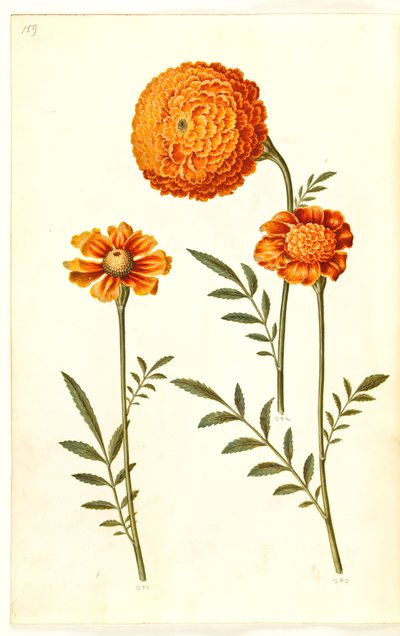 Tagetes patula (ausgebreitete Samtblume) von Hans Simon Holtzbecker