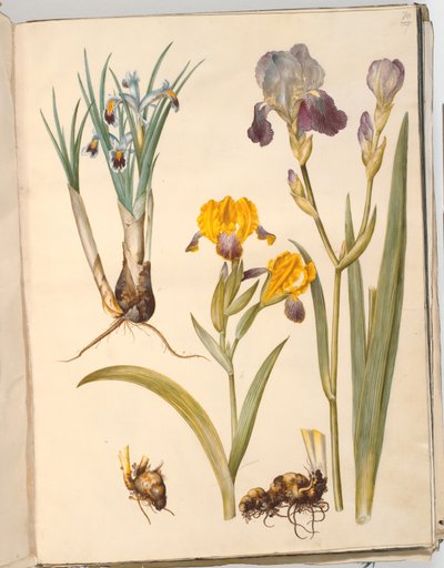 Titel: Iris persica (persische Iris); Iris variegata (bunte Iris); Iris ×sambucina (Holunder-Iris) von Hans Simon Holtzbecker