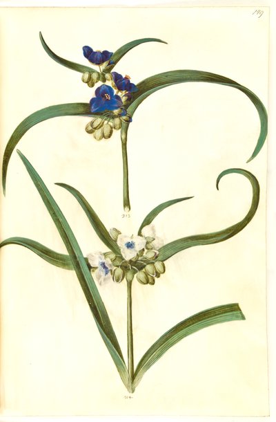 Tradescantia virginiana oder Tradescantia ohiensis (?) (Blumenjude) von Hans Simon Holtzbecker