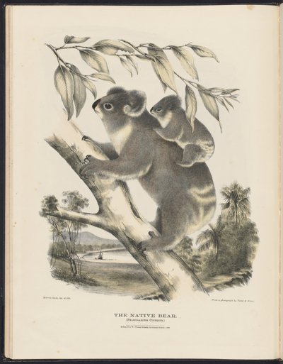 Säugetiere Australiens (Krefft) Nla.obj-33627803-7 Der Koala von Harriet Morgan