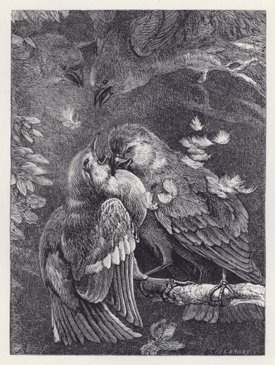 Kampf zwischen einem Buchfink und einem Spatz von Harrison William Weir