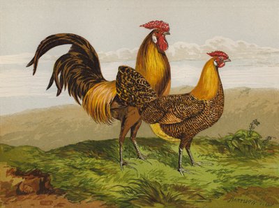 Goldgezeichnete Hamburghs von Harrison William Weir