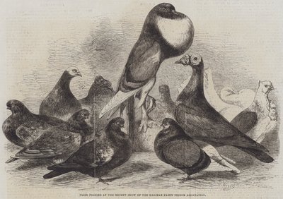 Preisgekrönte Tauben auf der letzten Ausstellung der Halifax Fancy Pigeon Association von Harrison William Weir