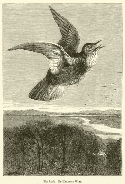 Die Lerche von Harrison William Weir
