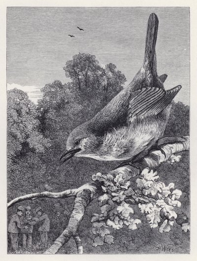 Der Robin beobachtet die Jungen mit dem Nest (Stich) von Harrison William Weir