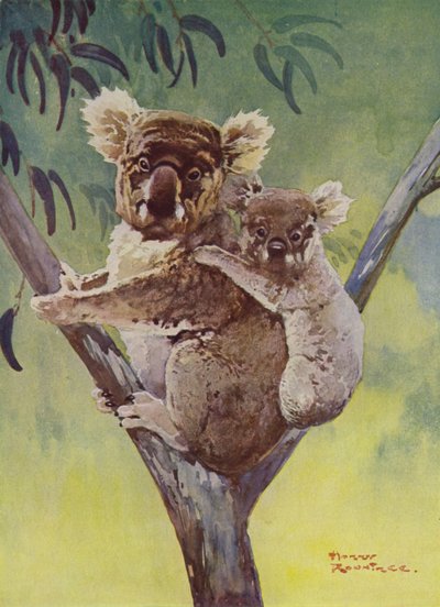 Koalabär und Joey in einem Eukalyptusbaum, Australien von Harry Rountree