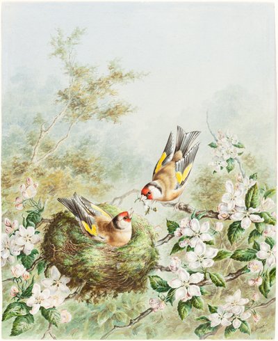 Stieglitze und ihr Nest in einem Apfelbaum von Harry Bright