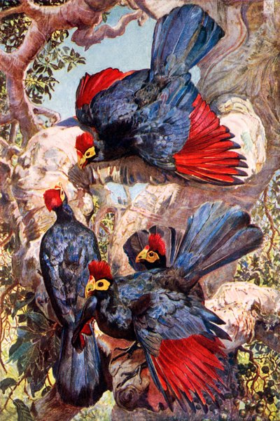 Violette Bananenfresser von Harry Hamilton (after) Johnston
