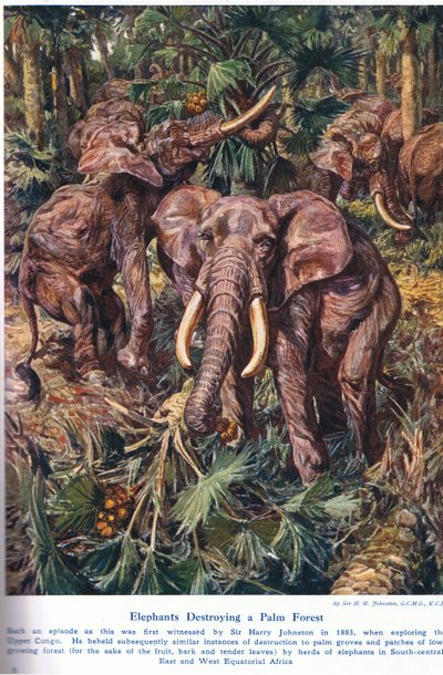 Elefanten zerstören einen Palmenwald, Illustration aus 