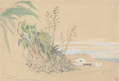 Aloen und Feigenkakteen, Tarragona, Spanien von Harry John Johnson