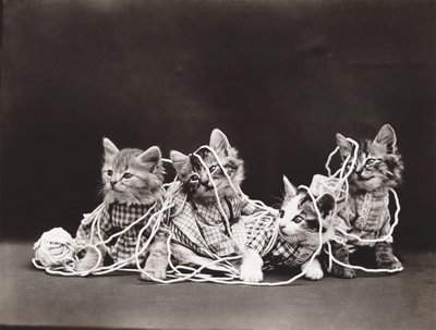 Kitties Serie: In Garn verheddert, ca. 1914 von Harry Whittier Frees
