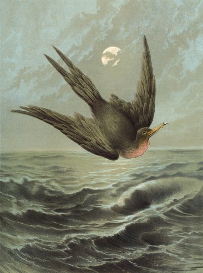 Fregattvogel von Hector Giacomelli