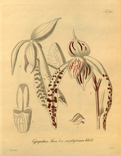 Diese Datei stammt aus der Biodiversity Heritage Library und ist online verfügbar unter biodiversitylibrary.org/page/698357 von Heinrich Gustav Reichenbach