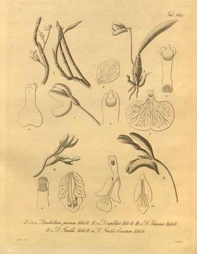 Diese Datei stammt aus der Biodiversity Heritage Library und ist online verfügbar unter biodiversitylibrary.org/page/698365 von Heinrich Gustav Reichenbach