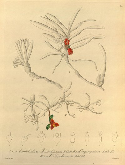Diese Datei stammt aus der Biodiversity Heritage Library und ist online verfügbar unter biodiversitylibrary.org/page/696484 von Heinrich Gustav Reichenbach