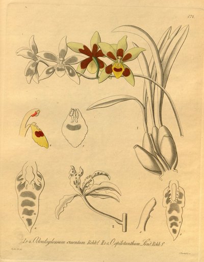 Diese Datei stammt aus der Biodiversity Heritage Library und ist online verfügbar unter biodiversitylibrary.org/page/698370 von Heinrich Gustav Reichenbach