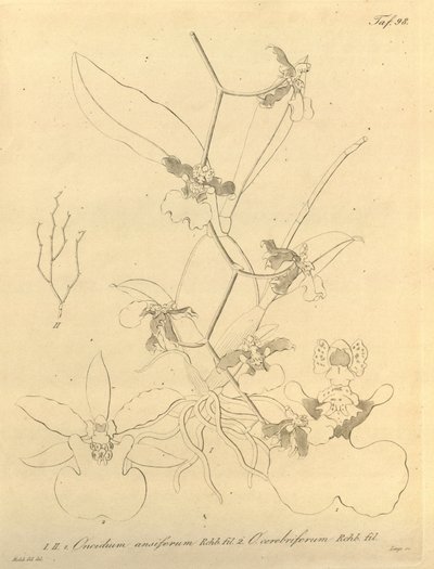 Diese Datei stammt aus der Biodiversity Heritage Library und ist online verfügbar unter biodiversitylibrary.org/page/696498 von Heinrich Gustav Reichenbach