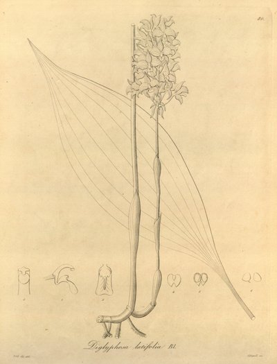 Diese Datei stammt aus der Biodiversity Heritage Library und ist online verfügbar unter biodiversitylibrary.org/page/696480 von Heinrich Gustav Reichenbach