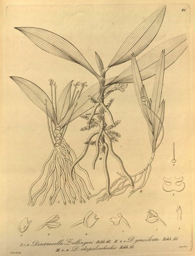 Diese Datei stammt aus der Biodiversity Heritage Library und ist online verfügbar unter biodiversitylibrary.org/page/696486 von Heinrich Gustav Reichenbach