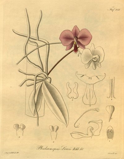 Diese Datei stammt aus der Biodiversity Heritage Library und ist online verfügbar unter biodiversitylibrary.org/page/698347 von Heinrich Gustav Reichenbach