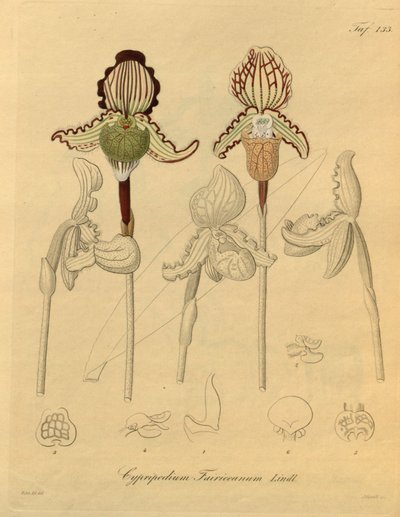 Diese Datei stammt aus der Biodiversity Heritage Library und ist online verfügbar unter biodiversitylibrary.org/page/698329 von Heinrich Gustav Reichenbach