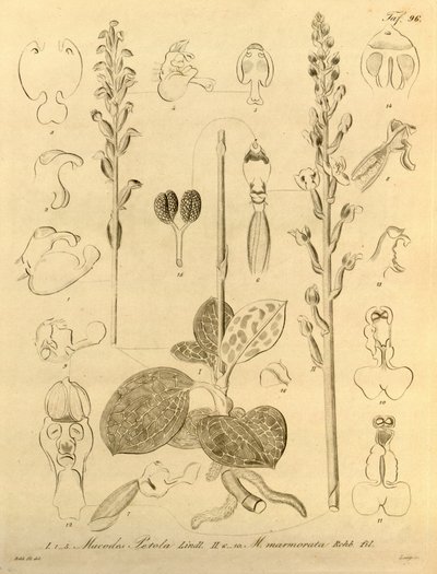 Diese Datei stammt aus der Biodiversity Heritage Library und ist online verfügbar unter biodiversitylibrary.org/page/696496 von Heinrich Gustav Reichenbach