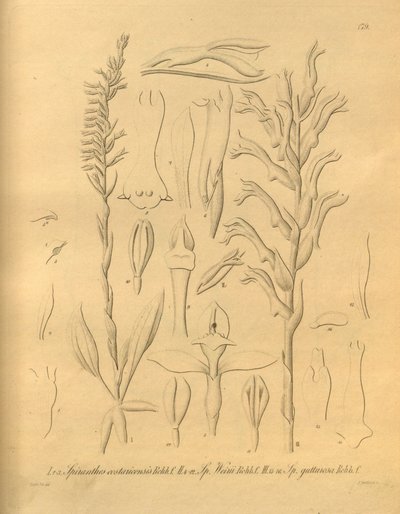 Diese Datei stammt aus der Biodiversity Heritage Library und ist online verfügbar unter biodiversitylibrary.org/page/698375 von Heinrich Gustav Reichenbach