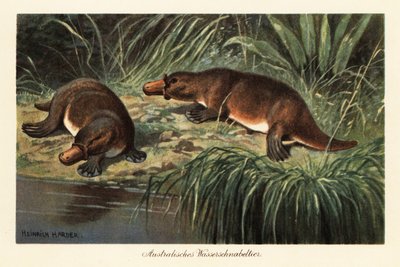 Schnabeltier, Ornithorhynchus anatinus, am Flussufer von Heinrich Harder