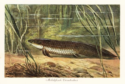Ausgestorbener Ceratodus latissimus zwischen Schilf am Meeresboden von Heinrich Harder