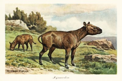 Hyracodon, ausgestorbene Gattung von ponyähnlichen Säugetieren, Oligozän von Heinrich Harder