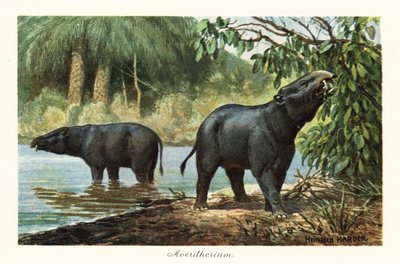 Moeritherium, ausgestorbene Gattung der Proboscidea des Eozäns von Heinrich Harder