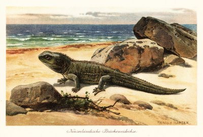 Gefährdete Tuatara, Sphenodon punctatus, am Ufer von Heinrich Harder