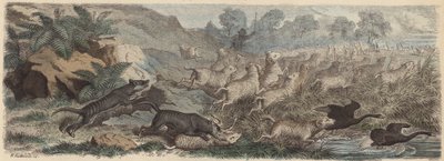 Tasmanische Tiger greifen Schafe in Tasmanien an von Heinrich Leutemann
