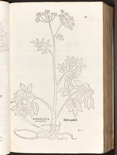 BT3.267.5 S.125 Wilde Engelwurz, Illustration aus De historia stirpium commentarii insignes von Leonhart Fuchs, 1542 von Heinrich and Meyer, Albert Fullmaurer