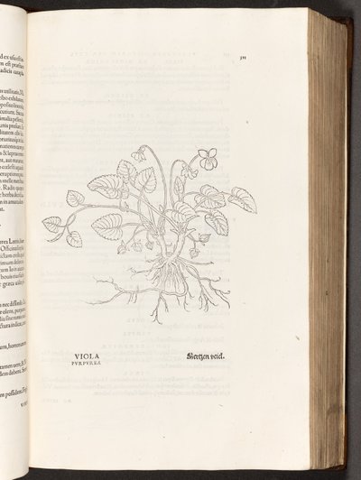 BT3.267.5 S.311 Veilchen, Illustration aus De historia stirpium commentarii insignes von Leonhart Fuchs, 1542 von Heinrich and Meyer, Albert Fullmaurer
