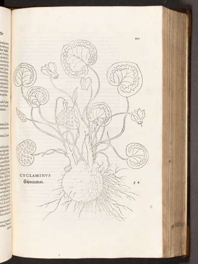BT3.267.5 S.51 Alpenveilchen, Illustration aus De historia stirpium commentarii insignes von Leonhart Fuchs, 1542 von Heinrich and Meyer, Albert Fullmaurer
