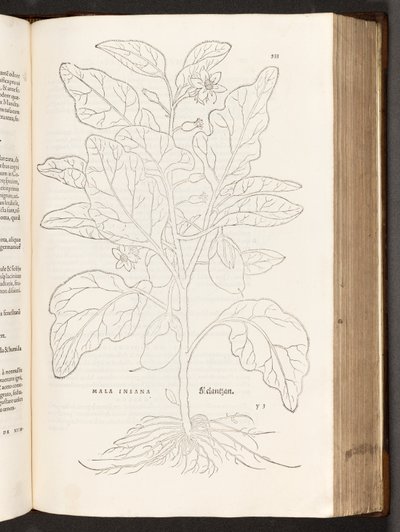 BT3.267.5 S.533 Aubergine, Illustration aus De historia stirpium commentarii insignes von Leonhart Fuchs, 1542 von Heinrich and Meyer, Albert Fullmaurer