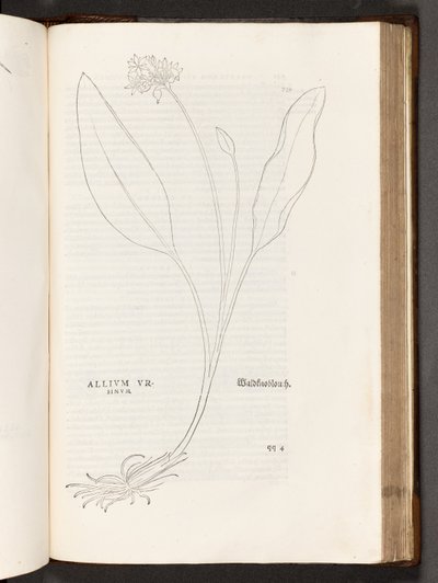 BT3.267.5 S.739 Allium, Illustration aus De historia stirpium commentarii insignes von Leonhart Fuchs, 1542 von Heinrich and Meyer, Albert Fullmaurer