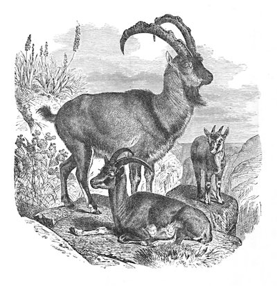 Persische Wildziegen, um 1900 von Helena J. Maguire