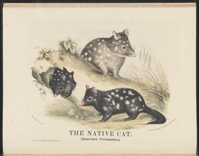 Säugetiere Australiens (Krefft) Nla.obj-33627803-14 Die Beutelmarder von Helena Scott