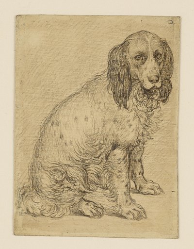 Sitzender Drentsche Patrijshond von Hendrick Goltzius